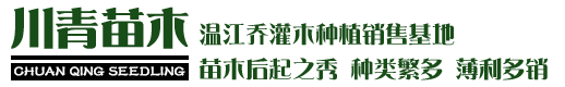 綠化苗木價格 - 常綠喬木批發 - 灌木苗圃基地 - 溫江川青園藝場