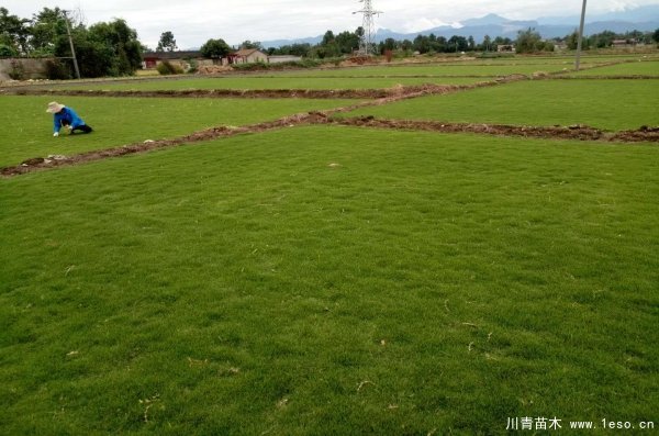 臺灣2號草坪