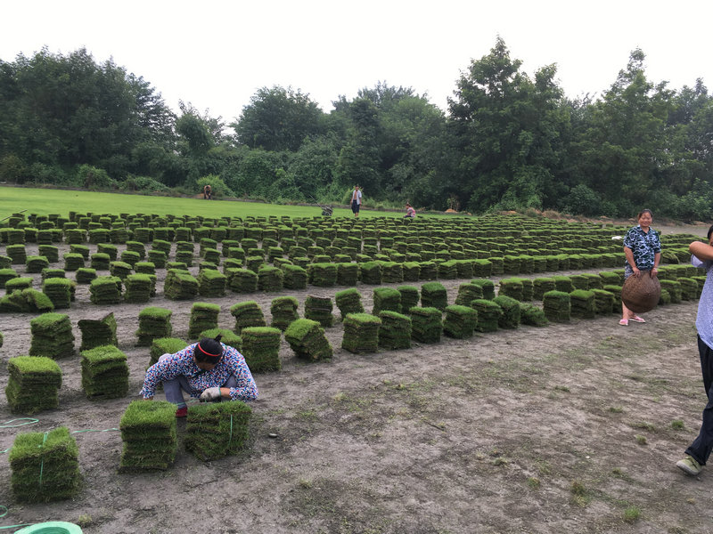 臺灣2號草坪