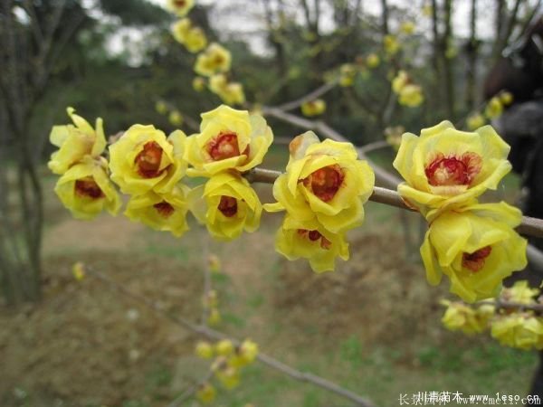 1.8米臘梅價格是多少錢一棵？